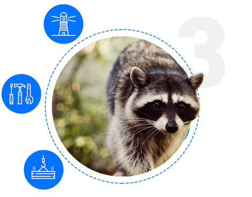 raccoon removal in Houston