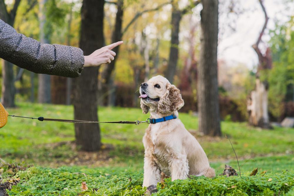 training your dog Sacramento CA