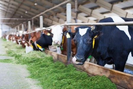 Cow Farms in Houston