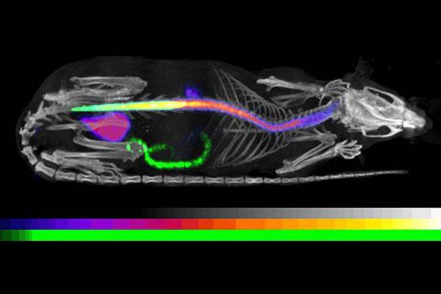 Preclinical Imaging Market