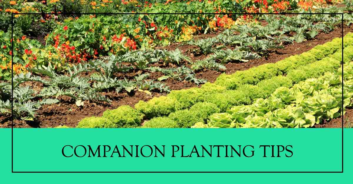 How to Companion Plant in Vegetable Gardening