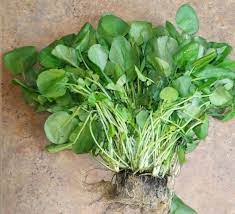 Watercress